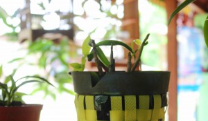 Media tanam dan pot dari sekitar kita